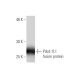 CD274/PD-L1 Antibody (1C10) - Western Blotting - Image 349568