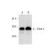 Pdcd-2 Antibody (H-1) - Western Blotting - Image 294111