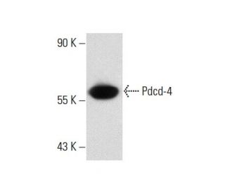 Pdcd-4 Antibody (k4C1) - Western Blotting - Image 57420 
