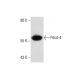 Pdcd-4 Antibody (k4C1) - Western Blotting - Image 57420 