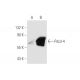 Pdcd-4 Antibody (k4C1) - Western Blotting - Image 58766
