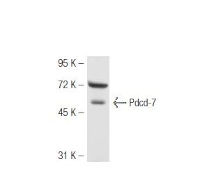Pdcd-7 Antibody (46C713) - Western Blotting - Image 48183