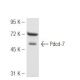 Pdcd-7 Antibody (46C713) - Western Blotting - Image 48183