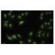 Pdcd2L Antibody (K-13) - Immunofluorescence - Image 35868