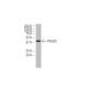 Pdcd2L Antibody (K-13) - Western Blotting - Image 34610 