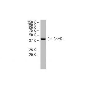 Pdcd2L Antibody (K-13) - Western Blotting - Image 34610Each CRISPR/Cas9 Knockout (KO) Plasmid product consists of a pool of 3 plasmids designed to ensure identification and cleavage of a specific gene for maximum knockout efficiency. Each plasmid encodes a unique 20 nt sequence derived from the GeCKO (v2) library.