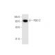 PDE1C Antibody (G-3) - Western Blotting - Image 62711 