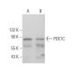 PDE1C Antibody (G-3) - Western Blotting - Image 365732