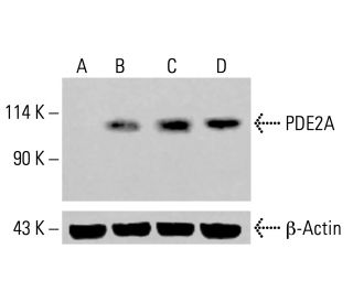 PDE2A Antibody (G-12) - Western Blotting - Image 413955 