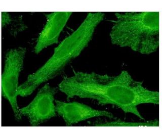 PDE4C Antibody (4E5) - Immunofluorescence - Image 351747 