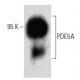 PDE5A Antibody (54) - Western Blotting - Image 60403