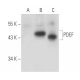 PDEF Antibody (G-10) - Western Blotting - Image 109550