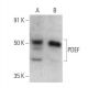 PDEF Antibody (G-10) - Western Blotting - Image 358556 