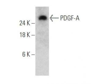 PDGF-A Antibody (A-1) - Western Blotting - Image 356229 