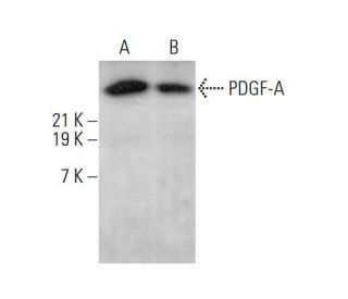 PDGF-A Antibody (E-10) - Western Blotting - Image 375579 