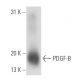 PDGF-B Antibody (C-5) - Western Blotting - Image 16317