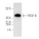 PDGF-B Antibody (C-5) - Western Blotting - Image 354660 