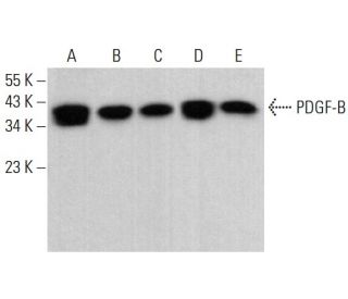 PDGF-B Antibody (F-3) - Western Blotting - Image 380703 