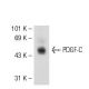 PDGF-C Antibody (KJ-13) - Western Blotting - Image 54964