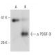 PDGF-D Antibody (E-6) - Western Blotting - Image 55431