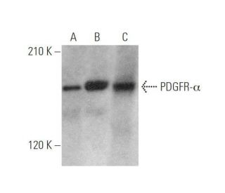 PDGF Receptor alpha/PDGFRA Antibody (C-9) - Western Blotting - Image 350025