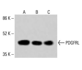 PDGFRL Antibody (F-2) - Western Blotting - Image 415243 