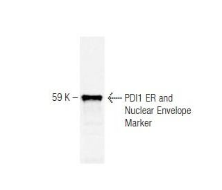 PDI1 ER and Nuclear Envelope Marker Antibody (38H8) - Western Blotting - Image 67343