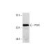 PDIR Antibody (B-9) - Western Blotting - Image 290871