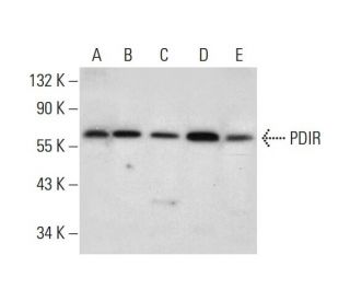 PDIR Antibody (B-9) - Western Blotting - Image 299340 