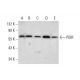 PDIR Antibody (B-9) - Western Blotting - Image 299340 