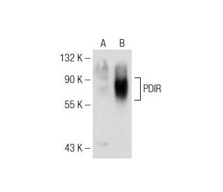 PDIR Antibody (C-2) - Western Blotting - Image 141706