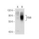 PDIR Antibody (C-2) - Western Blotting - Image 141706