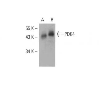 PDK4 Antibody (B-1) - Western Blotting - Image 391882 