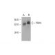 PDK4 Antibody (B-1) - Western Blotting - Image 391882 