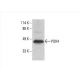 PDK4 Antibody (B-1) - Western Blotting - Image 393093 