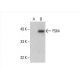 PDK4 Antibody (B-1) - Western Blotting - Image 393094