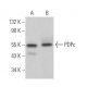 PDPc Antibody (D-11) - Western Blotting - Image 365427 