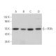 PDPc Antibody (D-11) - Western Blotting - Image 365955