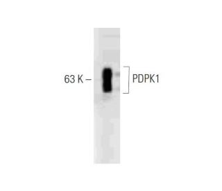 PDPK1 Antibody (5) - Western Blotting - Image 127526