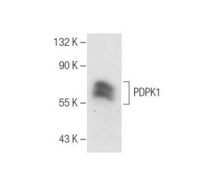 PDPK1 Antibody (D-5) - Western Blotting - Image 157474 