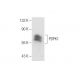 PDPK1 Antibody (D-5) - Western Blotting - Image 157474 