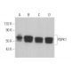 PDPK1 Antibody (D-5) - Western Blotting - Image 363499