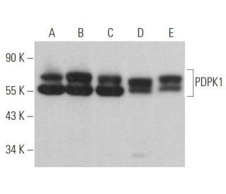 PDPK1 Antibody (E-3) - Western Blotting - Image 363503