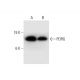 PDRG Antibody (C-9) - Western Blotting - Image 309611 