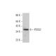 PDSS2 Antibody (F-5) - Western Blotting - Image 383261