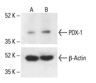 PDX-1 Antibody (E-8) - Western Blotting - Image 411300