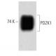 PDZK1 Antibody (42) - Western Blotting - Image 60204