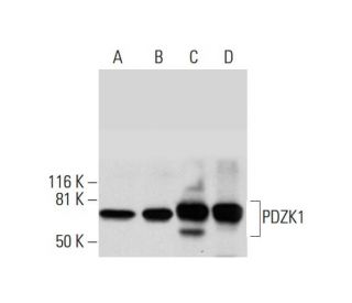 PDZK1 Antibody (E-9) - Western Blotting - Image 291834 