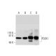PDZK1 Antibody (E-9) - Western Blotting - Image 291834 