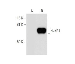 PDZK1 Antibody (H-1) - Western Blotting - Image 290936 